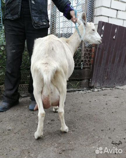 Коза дойная