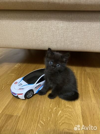 Шотландская кошечка
