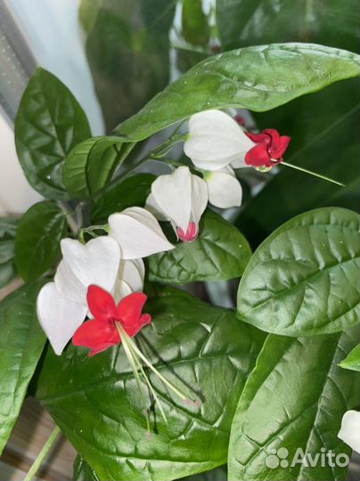 Клеродендрум томпсон