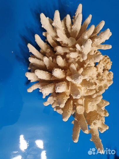 Коралловая крошка, кораллы, песчаник в аквариум