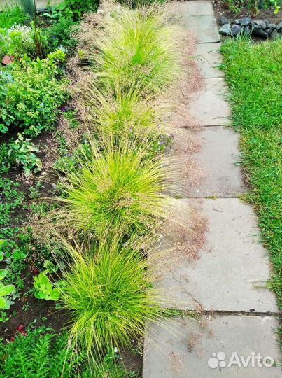 Овсяница жёлтая