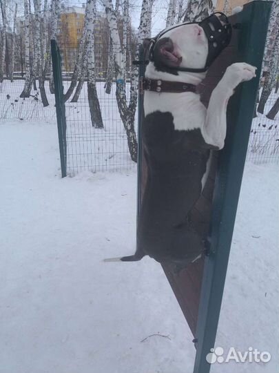 Вязка амстафф