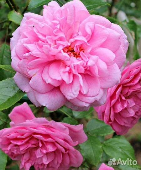 Роза, канадская неукрывная Свит Аделина, 7 литров