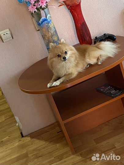 Шпиц вязка кобель