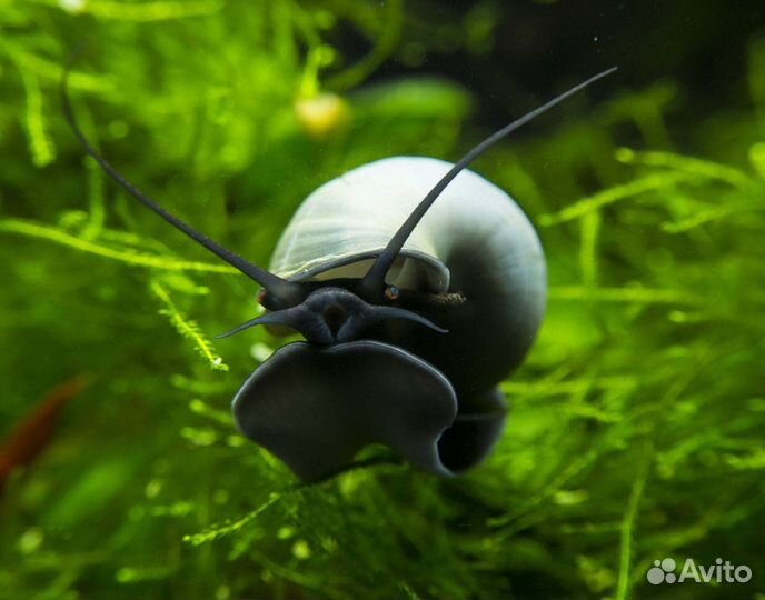 Улитки ампулярии редких окрасов