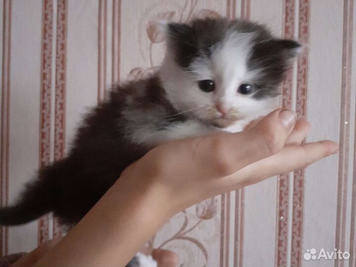 Кошка в дар