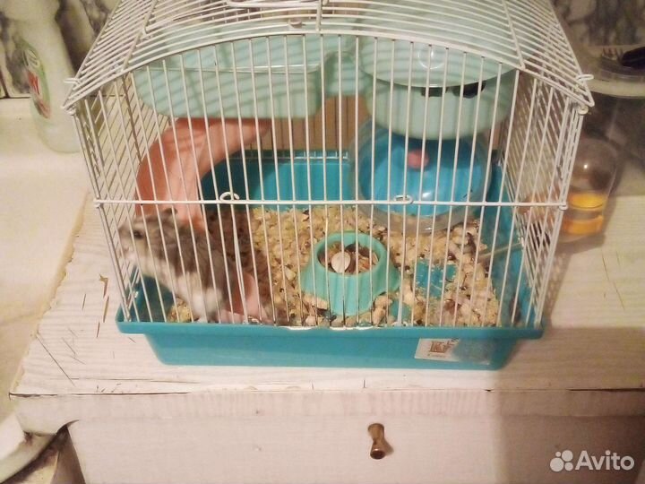 Джунгарский хомяк