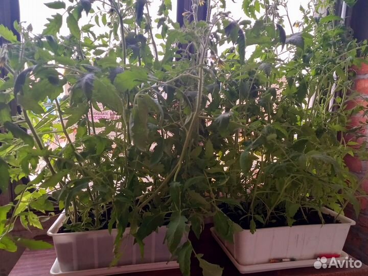 Рассада помидор