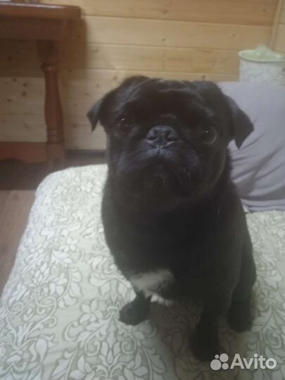Мопс вязка мальчик
