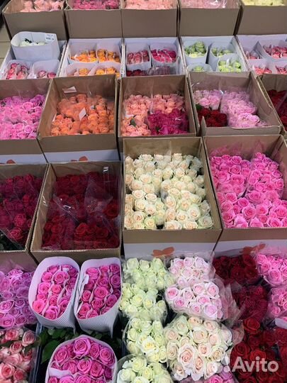 Цветы, розы оптом, букеты. 51 роза,75 роз,101 роза