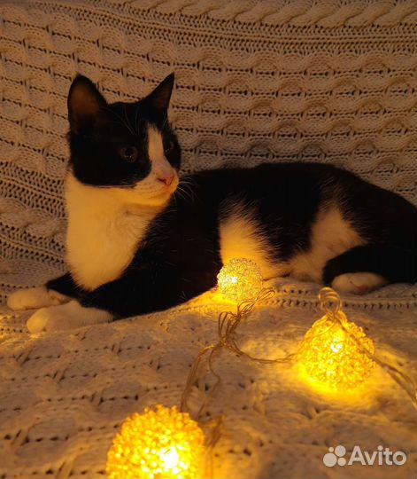 Нежный добрый котик Котя ждёт вас