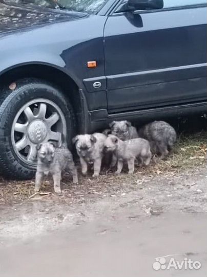 Малыши ищут приют