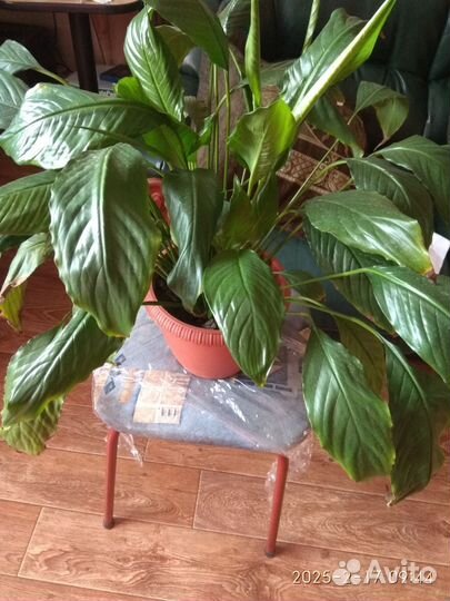 Спатифиллум