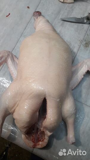 Мясо домашней утки стар 53