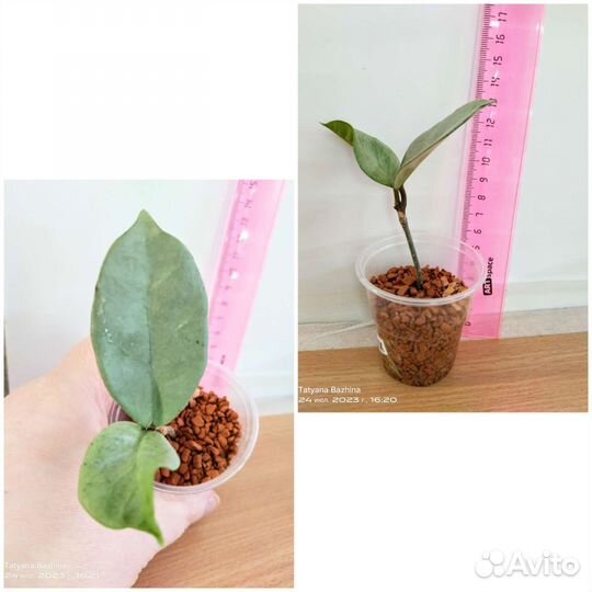 Хойя разные сорта - 1