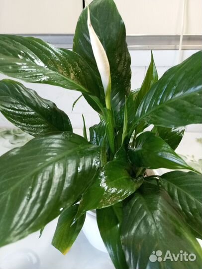 Спатифиллум