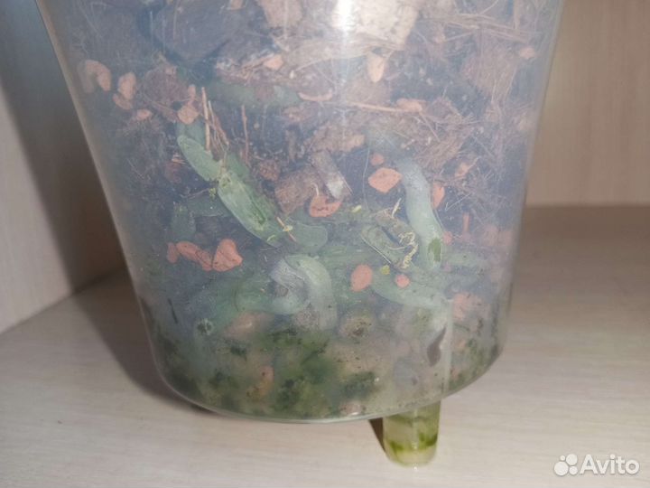 Орхидея фаленопсис сортовая