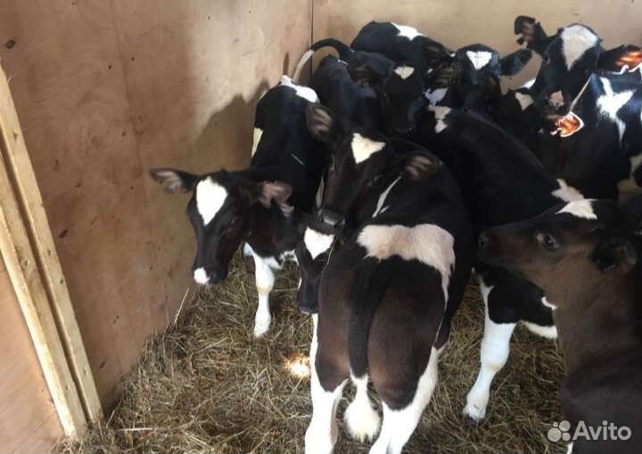 Телята бычки