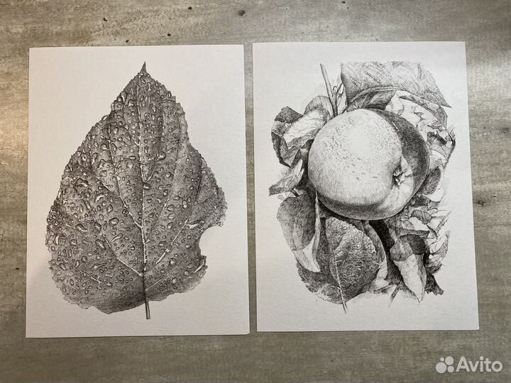 Ботаническая иллюстрация