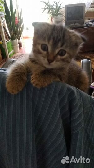 Прекрасный котёнок в хорошие руки
