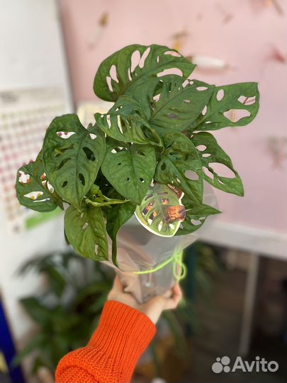 Монстера манки