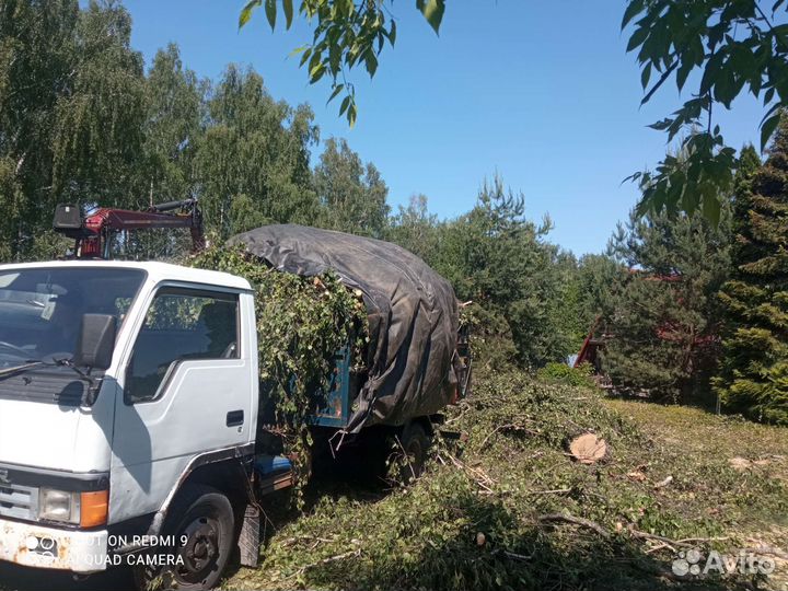 Спил деревьев