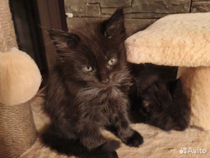 Продам котят породы мейкун