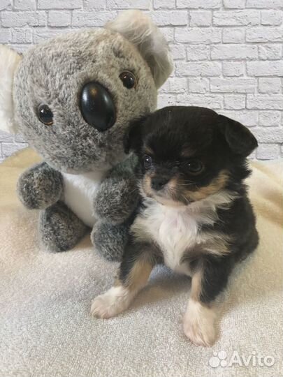 Щеночки чихуа