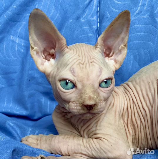 Эксклюзивный мальчик