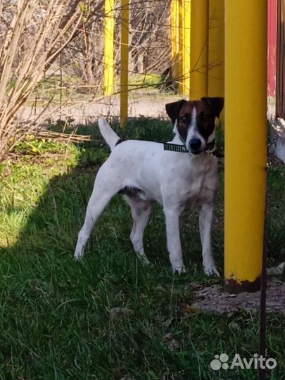 Фокстерьер