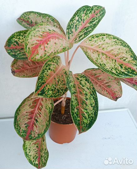 Аглаонема 10 карат