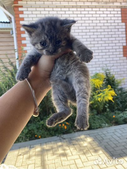 Котята в добрые руки бесплатно