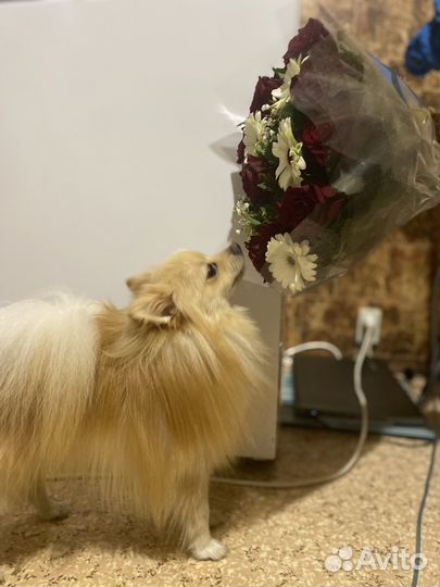 Мини шпиц вязка