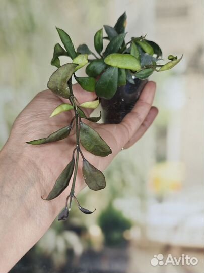 Хойи часть 4