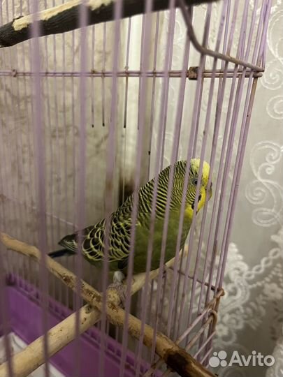 Волнистый попугай с клеткой
