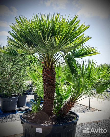 Хамеропс Хумилис / Chamaerops Humilis