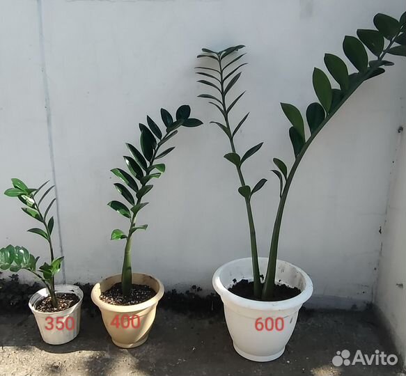 Долларовое дерево (Замиокулькас)