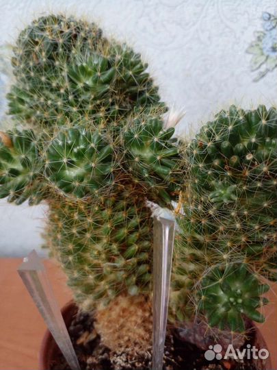 Кактус мамиллярия