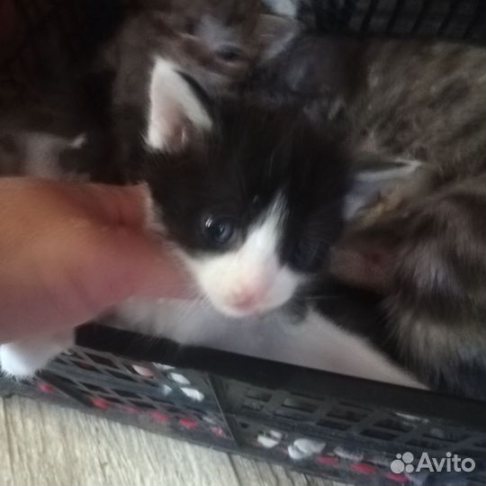 Котята в добрые руки бесплатно