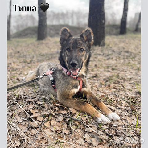 Очаровательна малышка Тиша из приюта