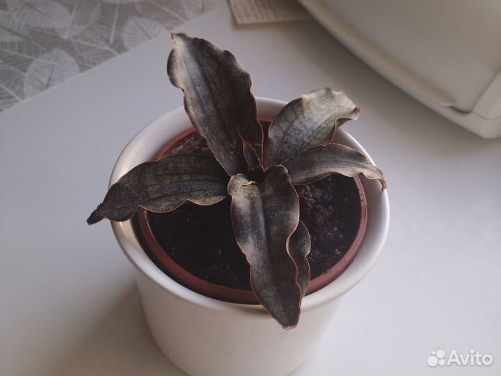 Сансиеверия Кирке Браун