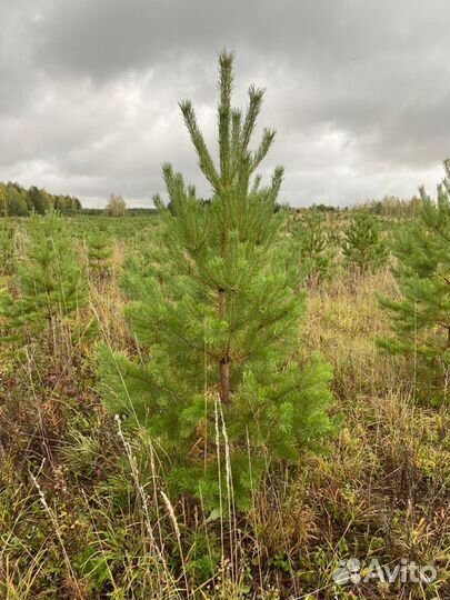 Ель/сосна/береза высшего качества оптом зкс