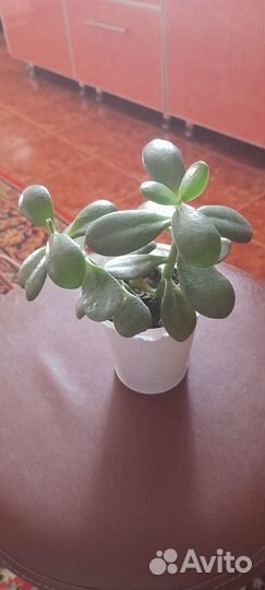 Толстянка или денежное дерево