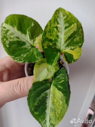 Сингониум Яичница Scrambled eggs