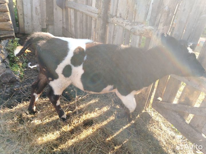 Корова, телочка