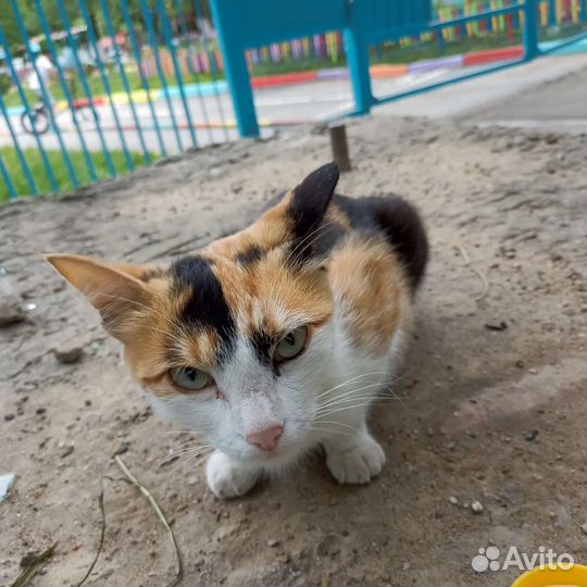 Кошка бесплатно