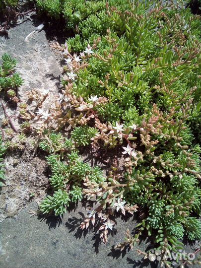 Многолетники садовые