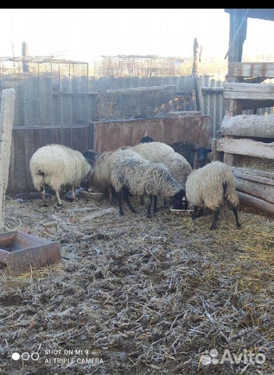 Бараны, овцы