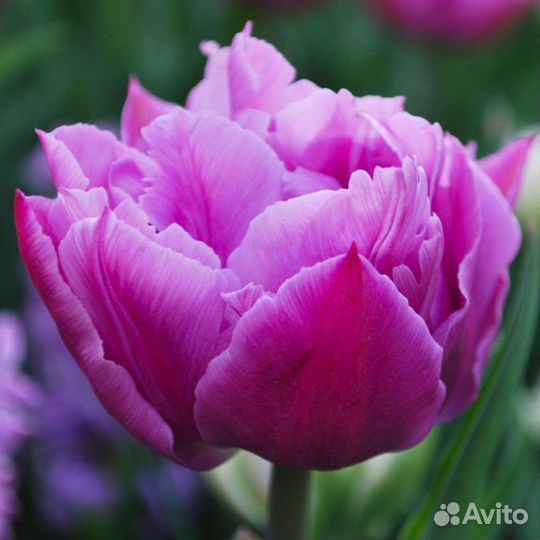 Луковицы Тюльпана Дабл Прайс