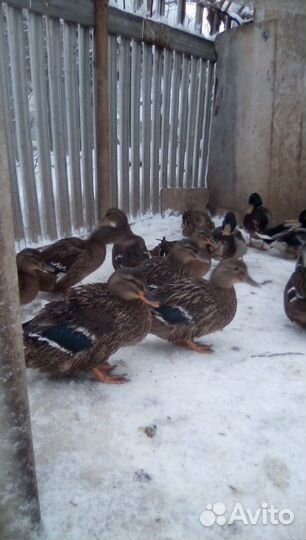 Подсадные утки